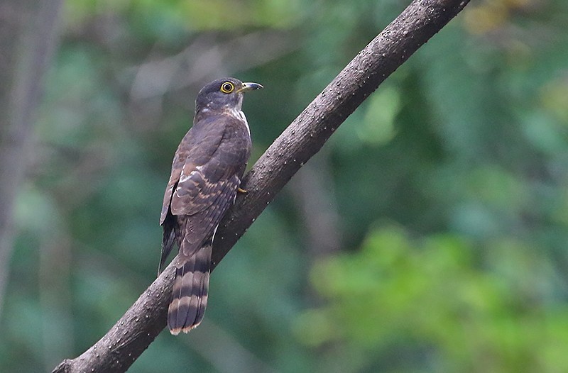 Hodgson's Hawk-Cuckoo - ML328305621