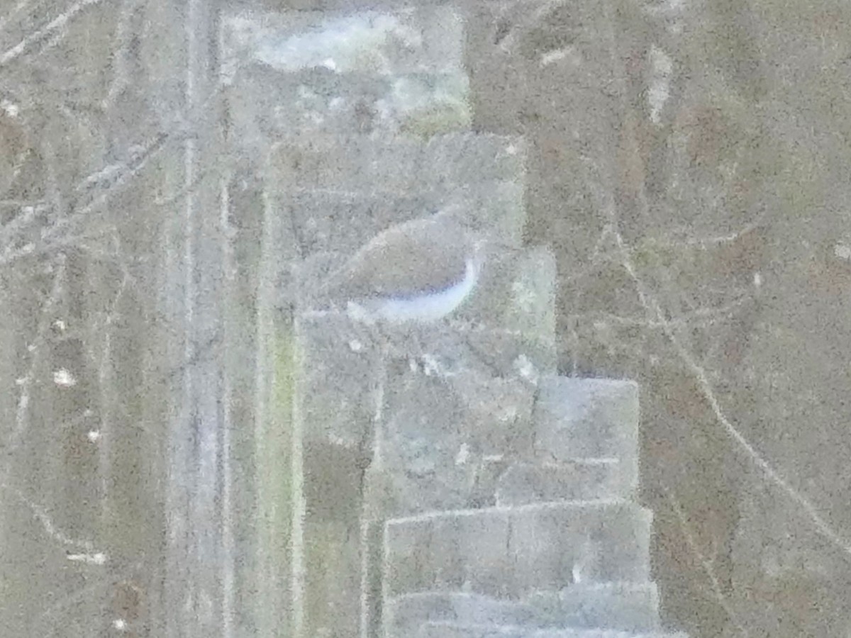 Common Sandpiper - Oli Bailey