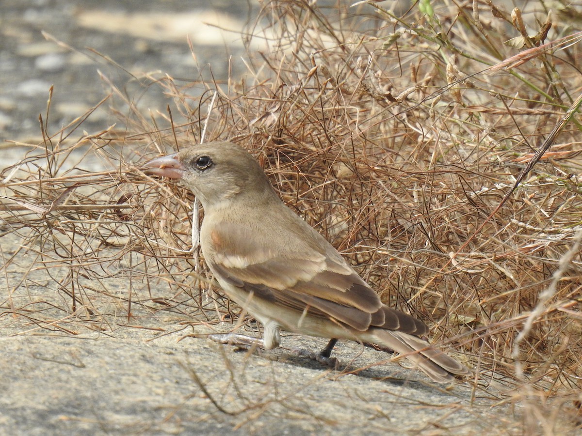 Yellow-throated Sparrow - ML328307331
