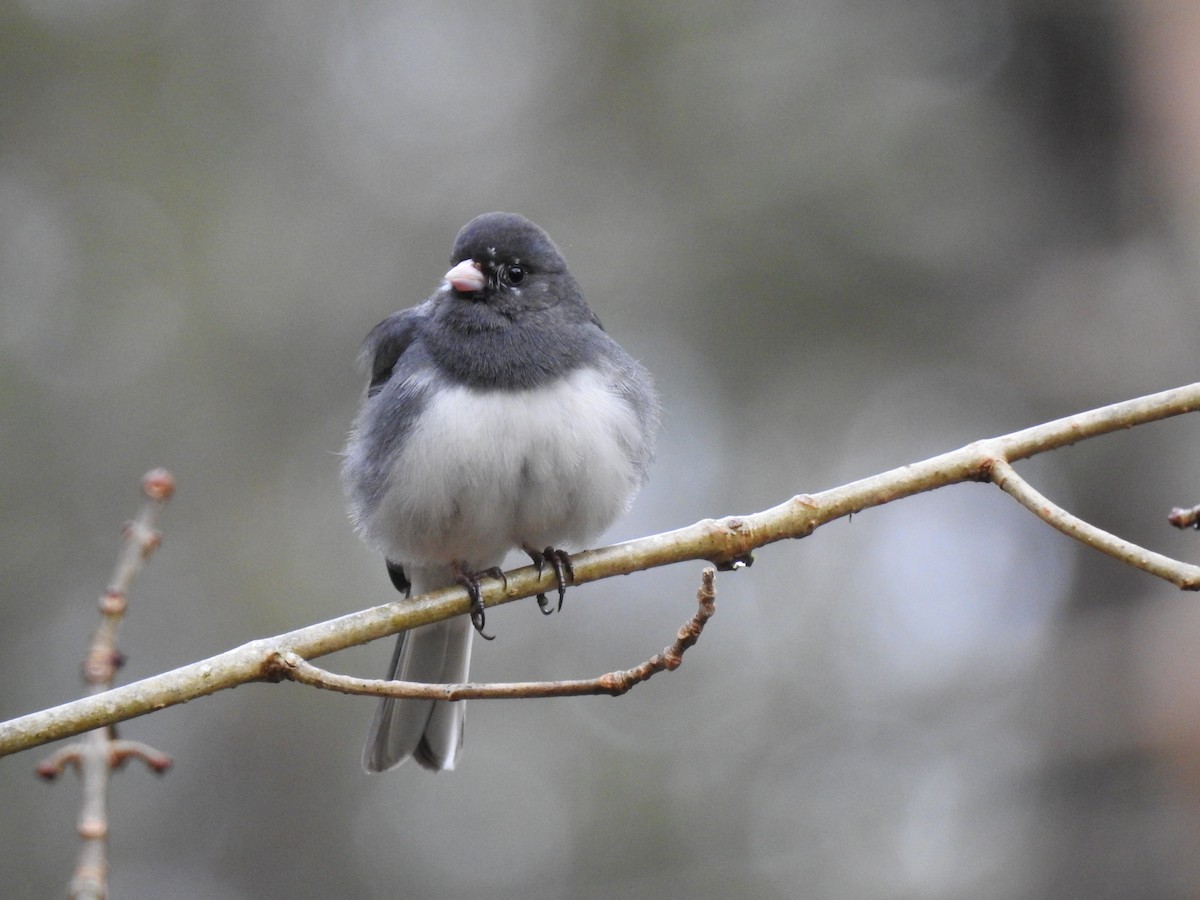 Dark-eyed Junco - ML328307471