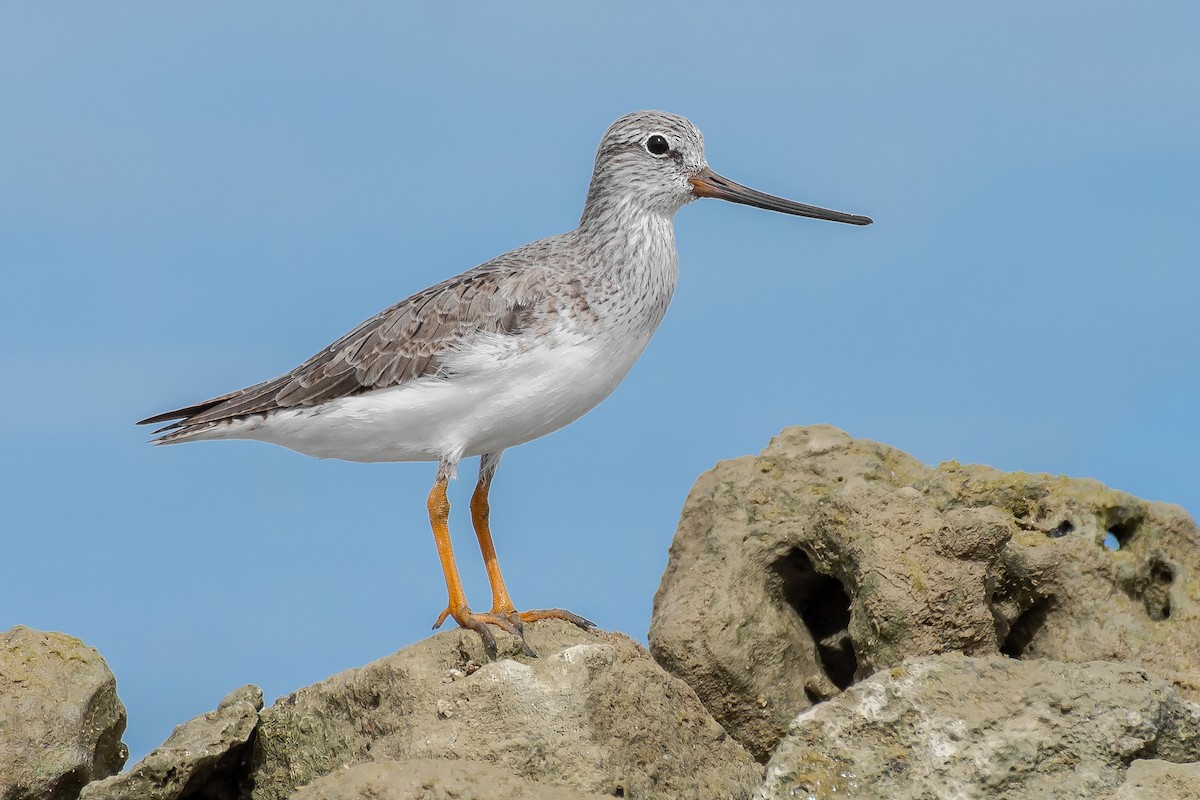 Terek Sandpiper - Natthaphat Chotjuckdikul