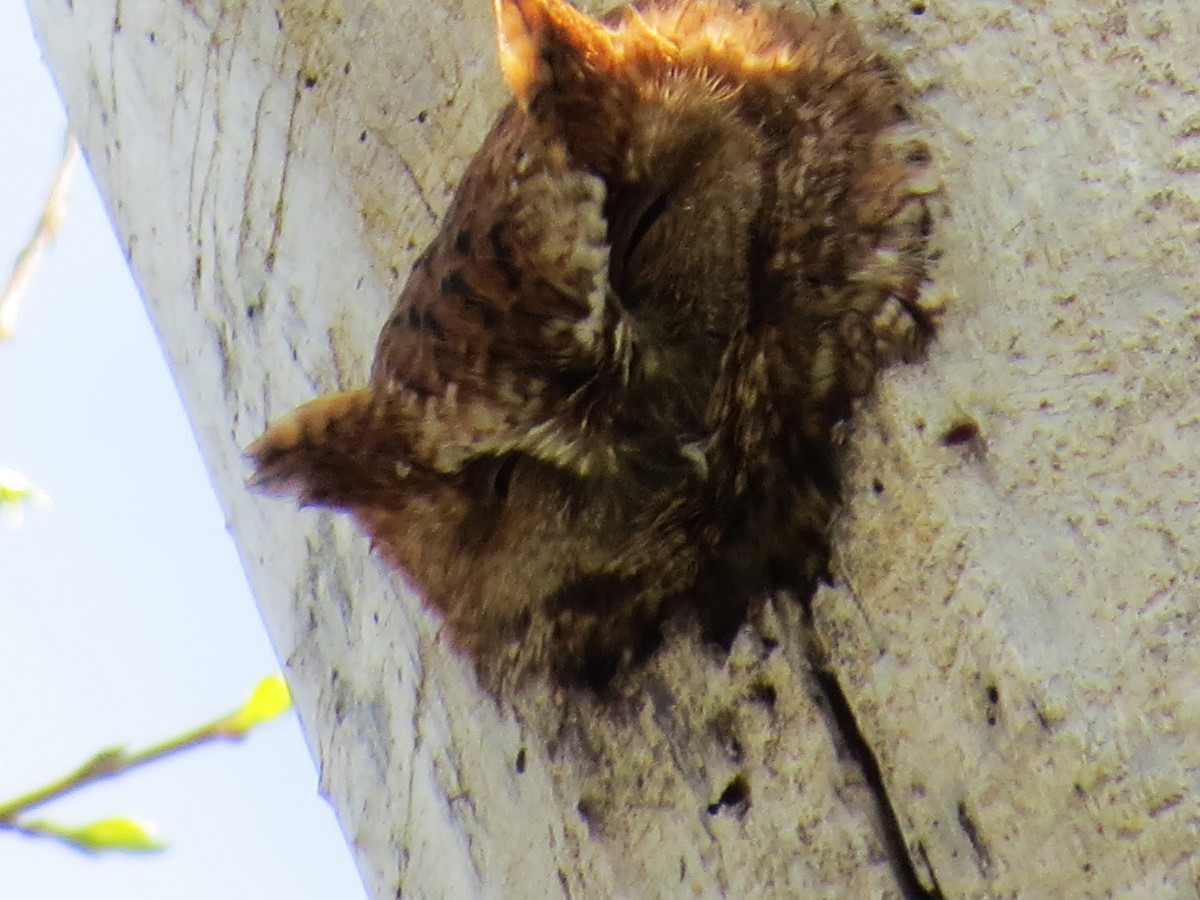 Eastern Screech-Owl - ML328309281