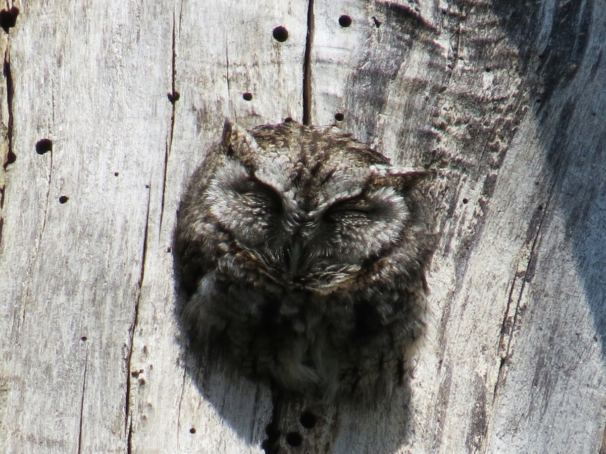 Eastern Screech-Owl - ML328309291