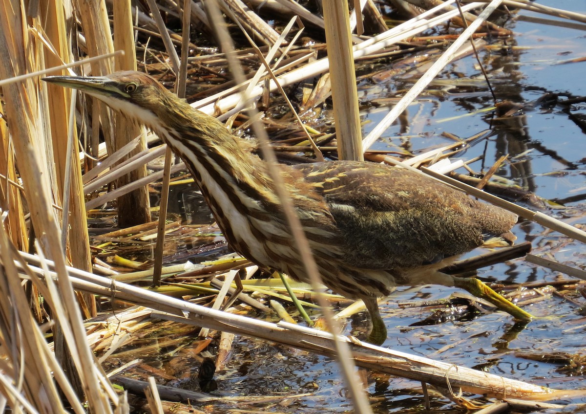 American Bittern - ML328309601