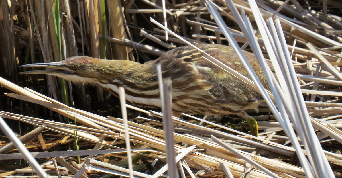 American Bittern - ML328309621