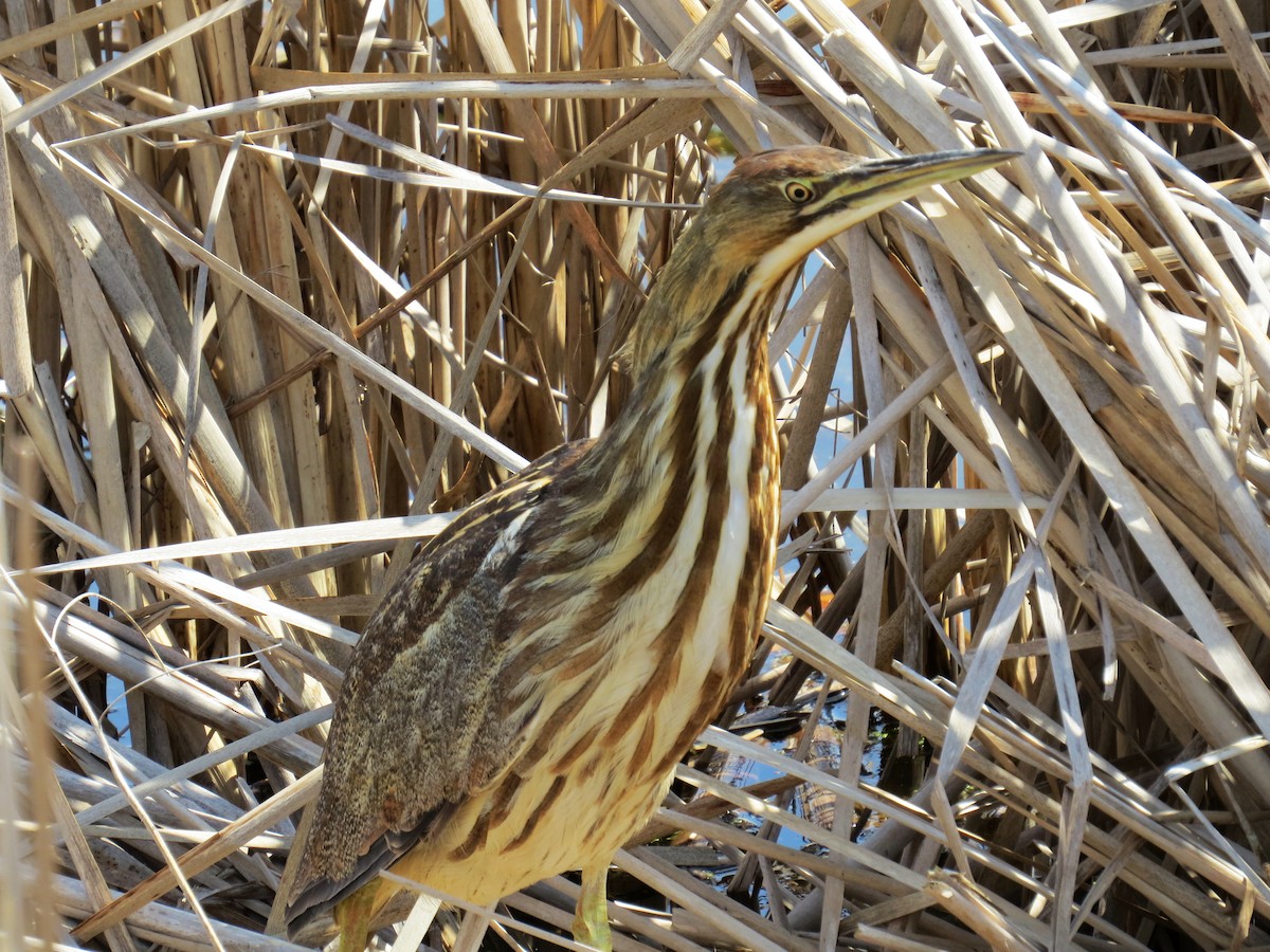 American Bittern - ML328309651
