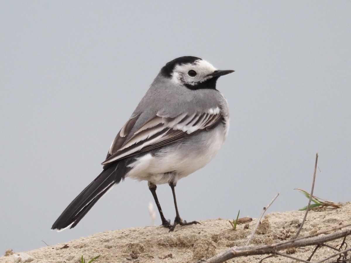 White Wagtail (White-faced) - ML328309661