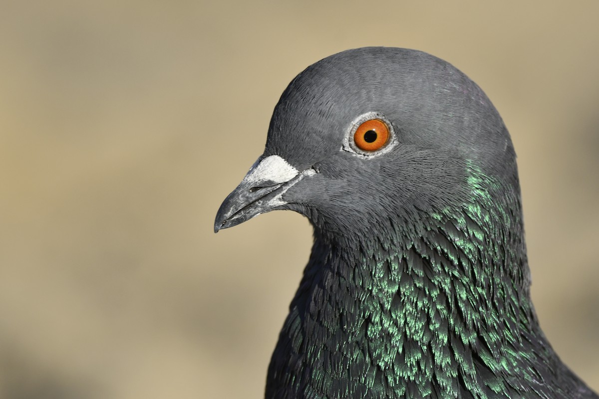 Rock Pigeon (Feral Pigeon) - Jonathan Irons