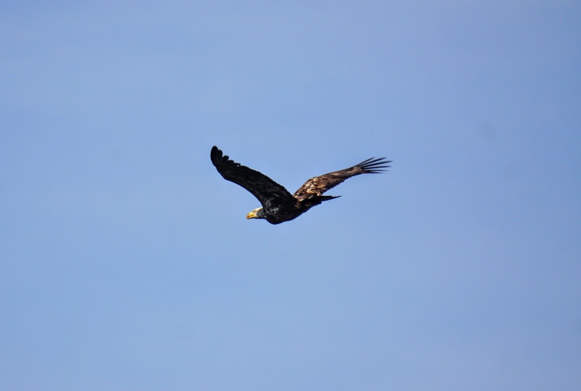 Bald Eagle - ML328312491