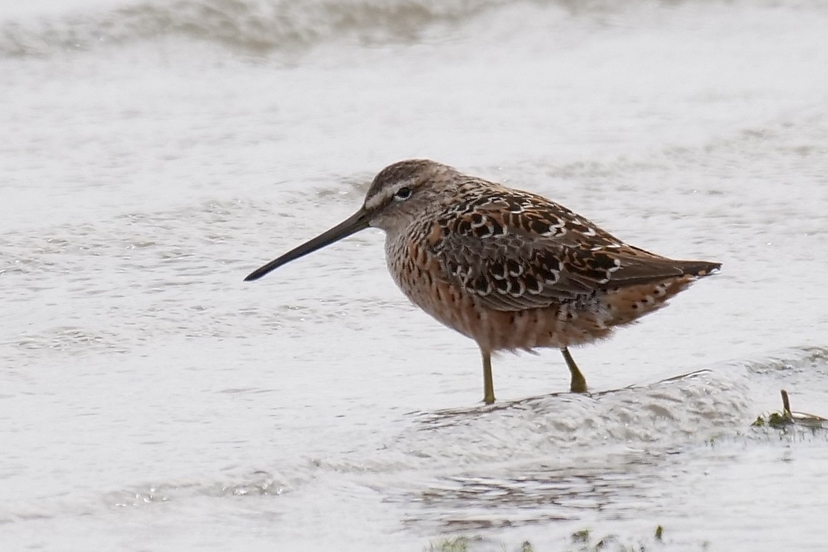 Long-billed Dowitcher - Jeff Osborne