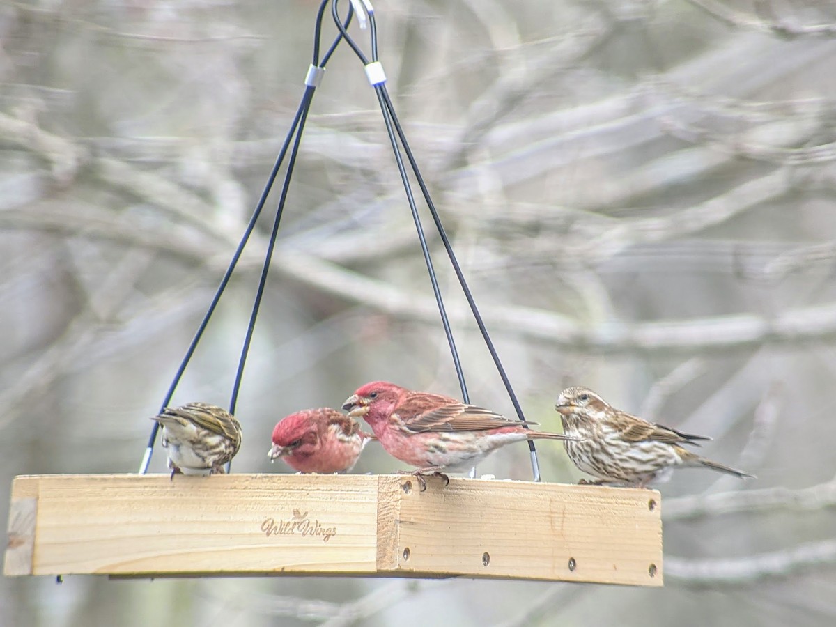 Purple Finch - ML328314341