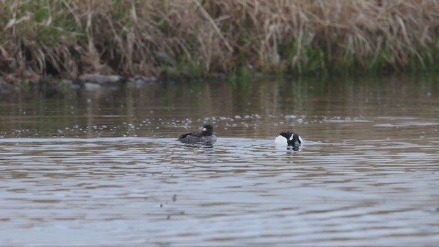 Bufflehead - ML328315081