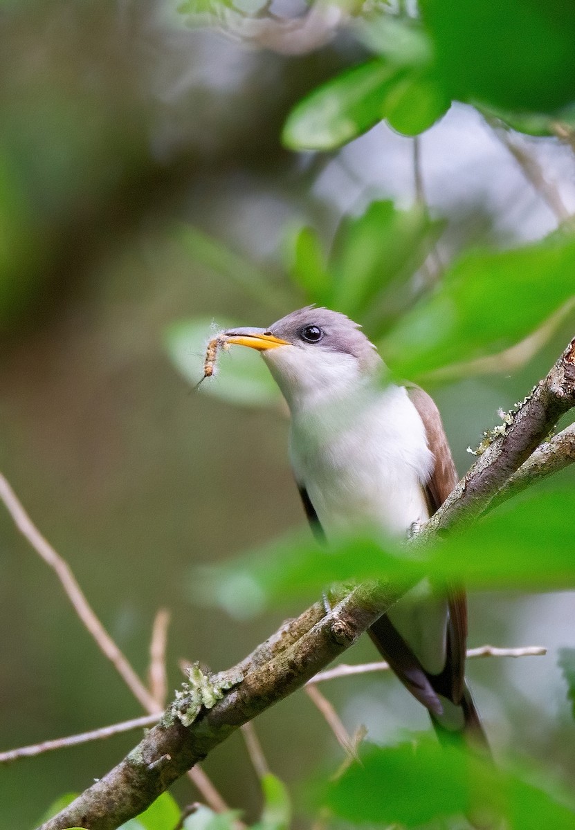 Yellow-billed Cuckoo - Clayton Bownds