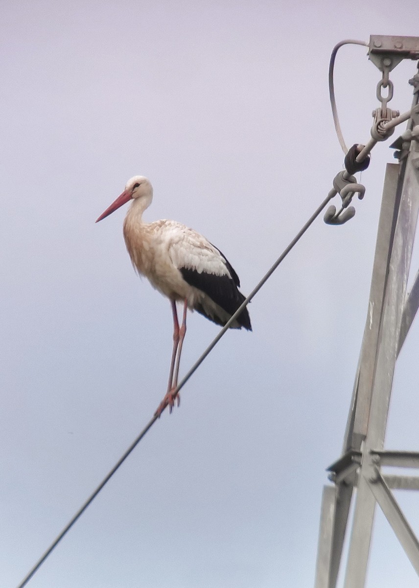 White Stork - ML328317011