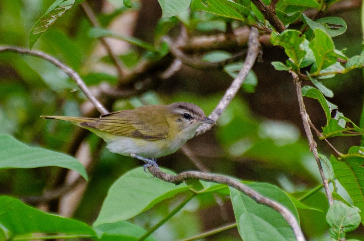 brunøyevireo - ML328317221