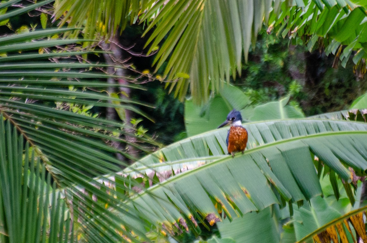 Ringed Kingfisher - ML328317271