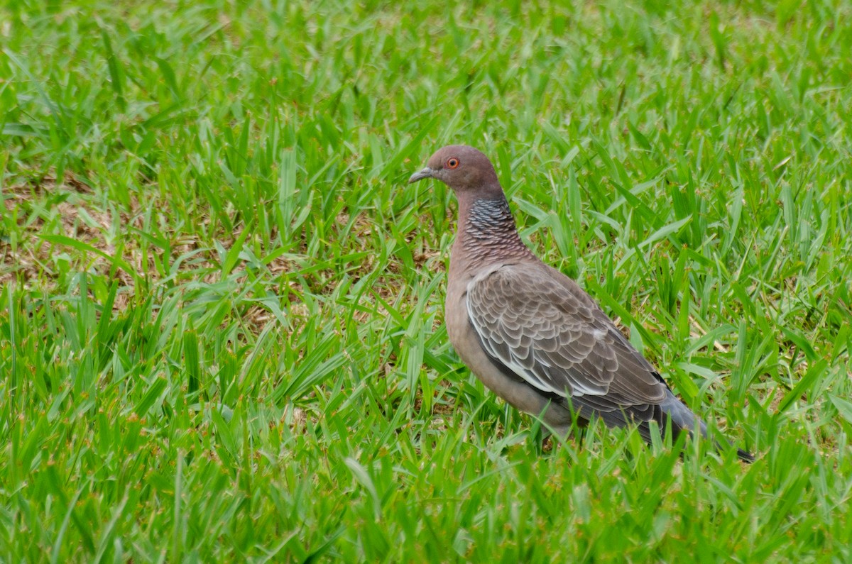 Picazuro Pigeon - ML328317641