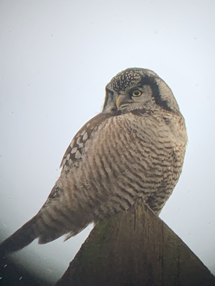 Northern Hawk Owl - Grant Danielson