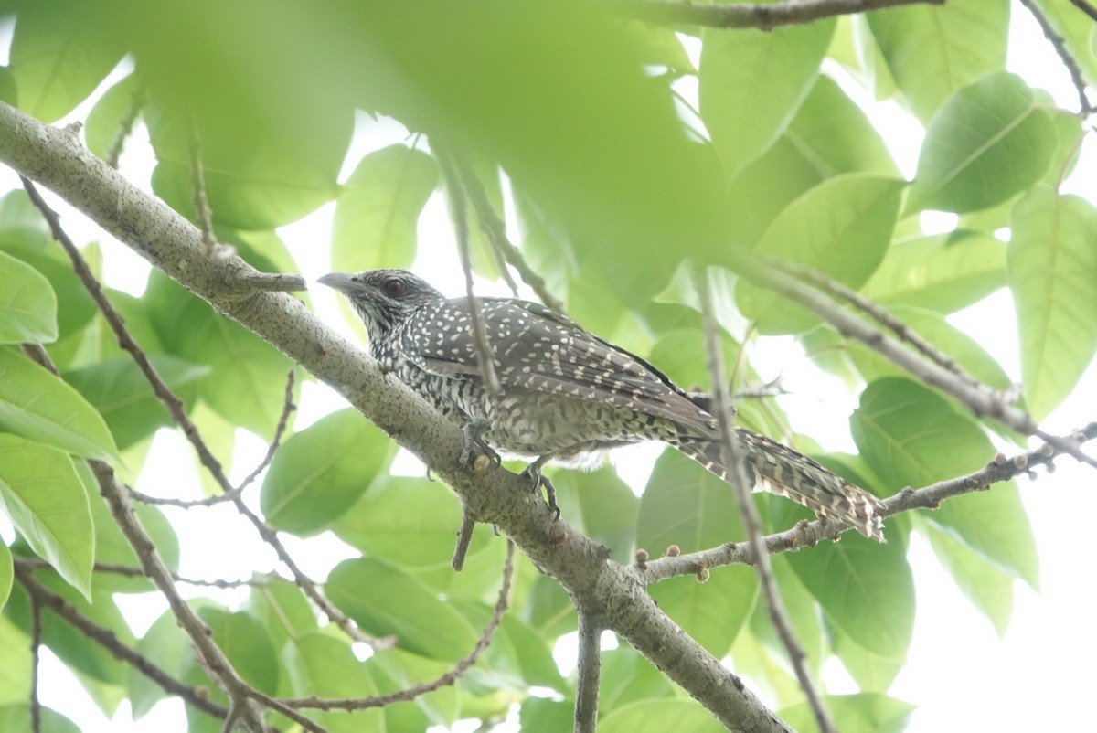 Asian Koel - Lam Chan