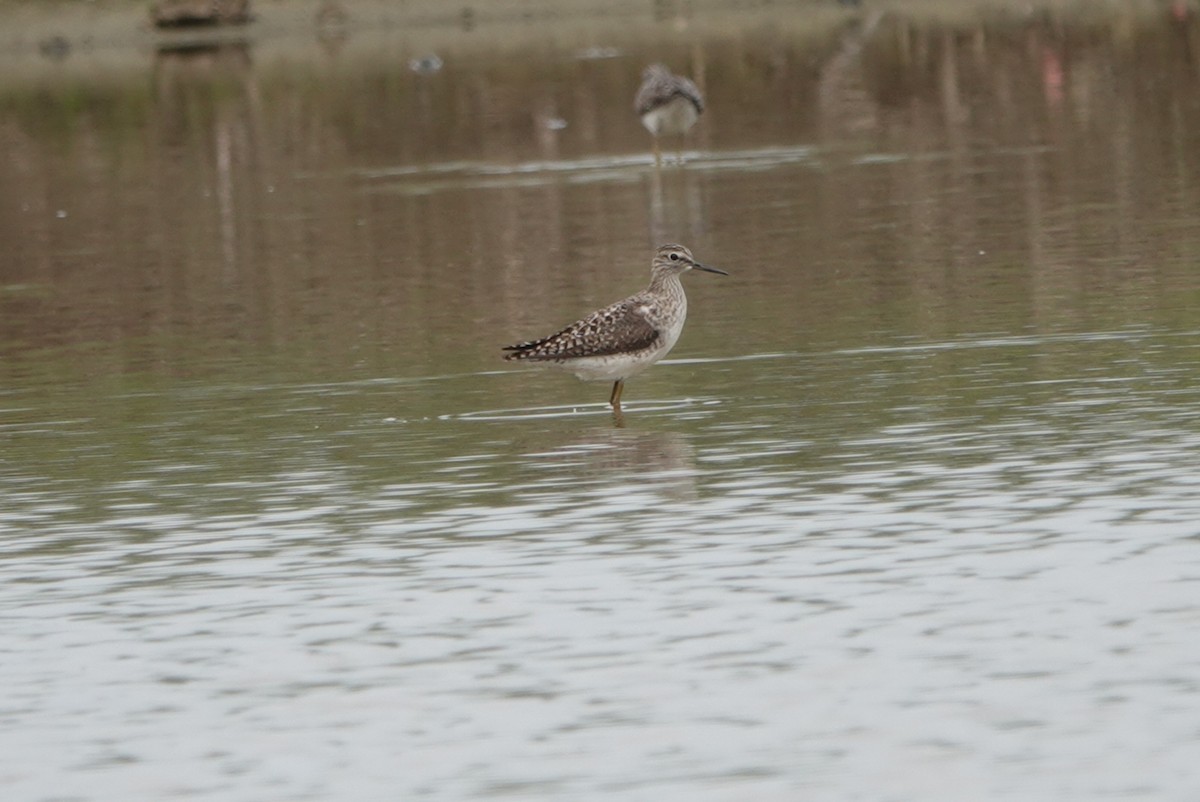 Wood Sandpiper - Lam Chan