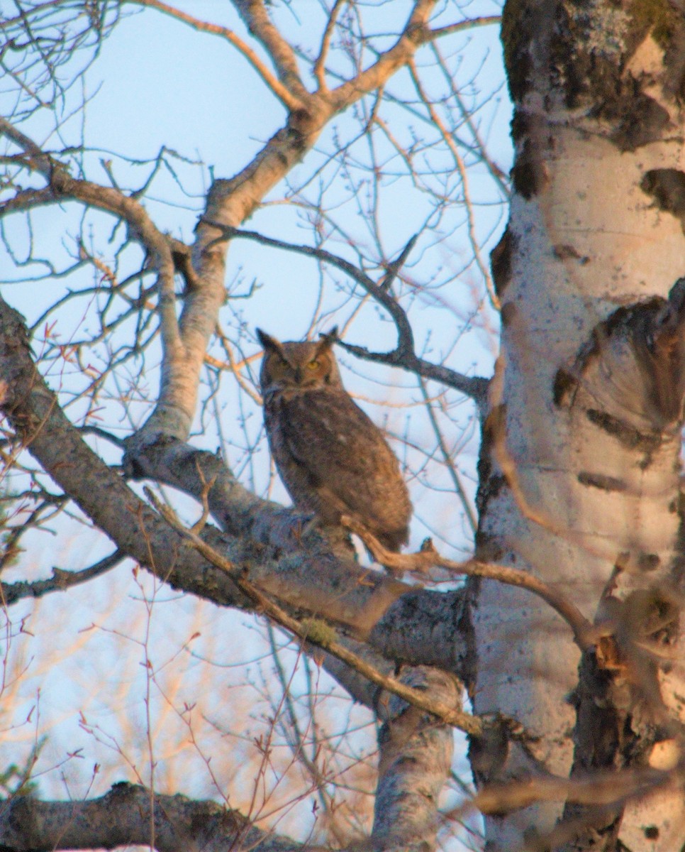 Great Horned Owl - ML328321671