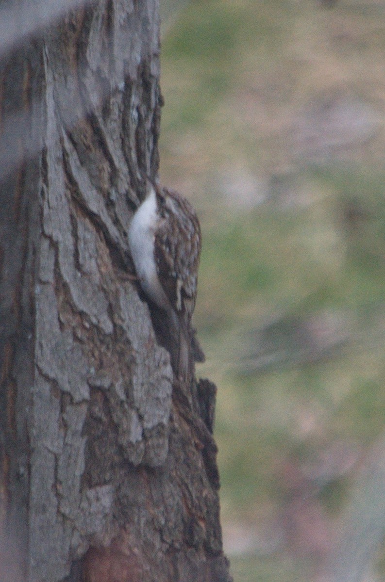 Brown Creeper - 🦜 Daniel Correia 🦜