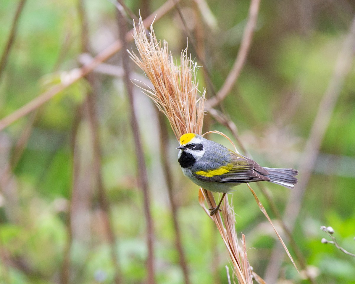 Goldflügel-Waldsänger - ML328327691