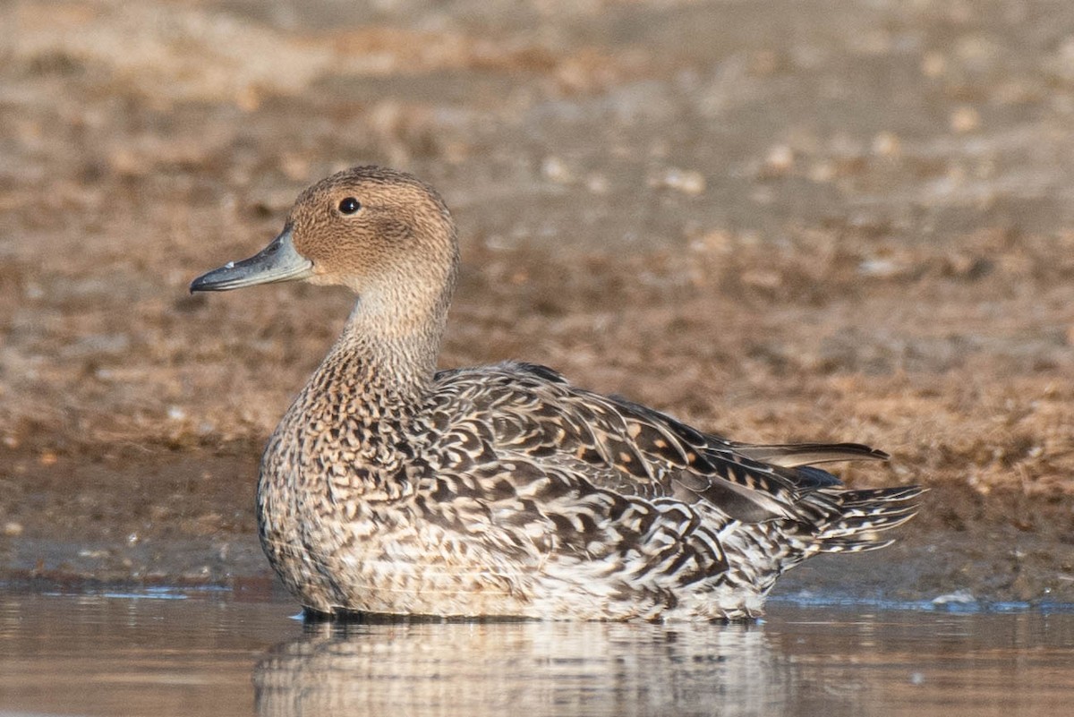 オナガガモ - ML328328301