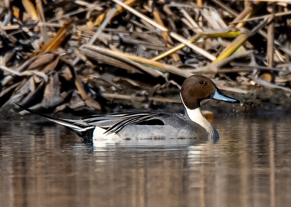 オナガガモ - ML328328351