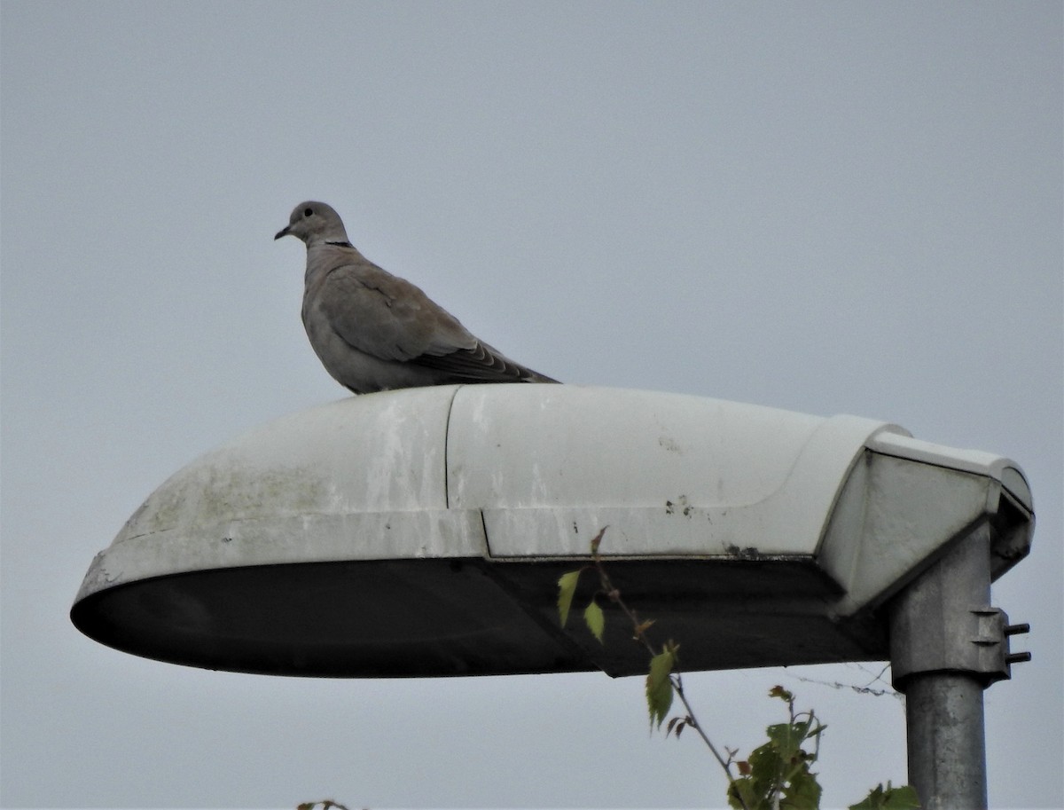 Eurasian Collared-Dove - ML328329201