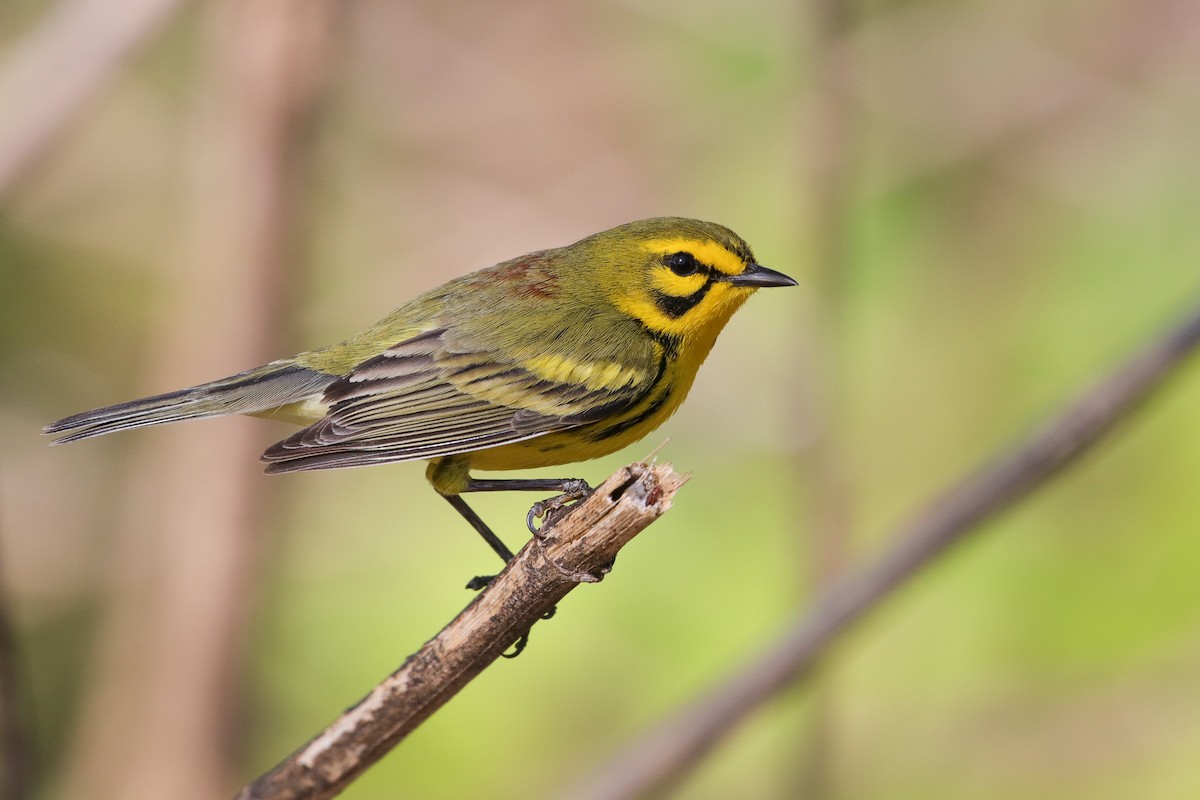 Prairie Warbler - Martina Nordstrand