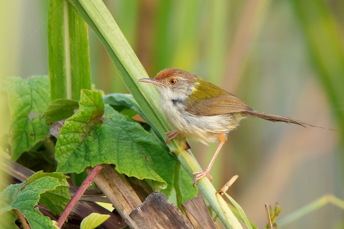 Common Tailorbird - ML328331551