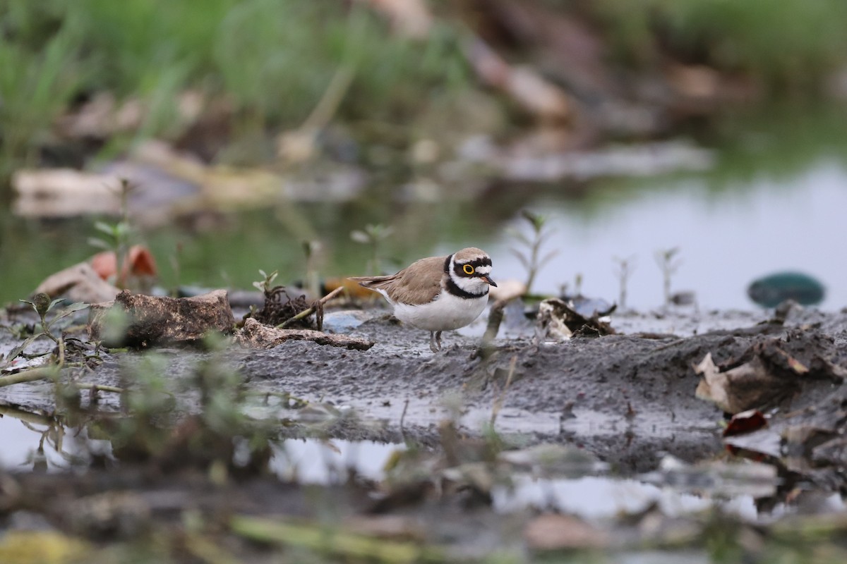 Little Ringed Plover - ML328333101