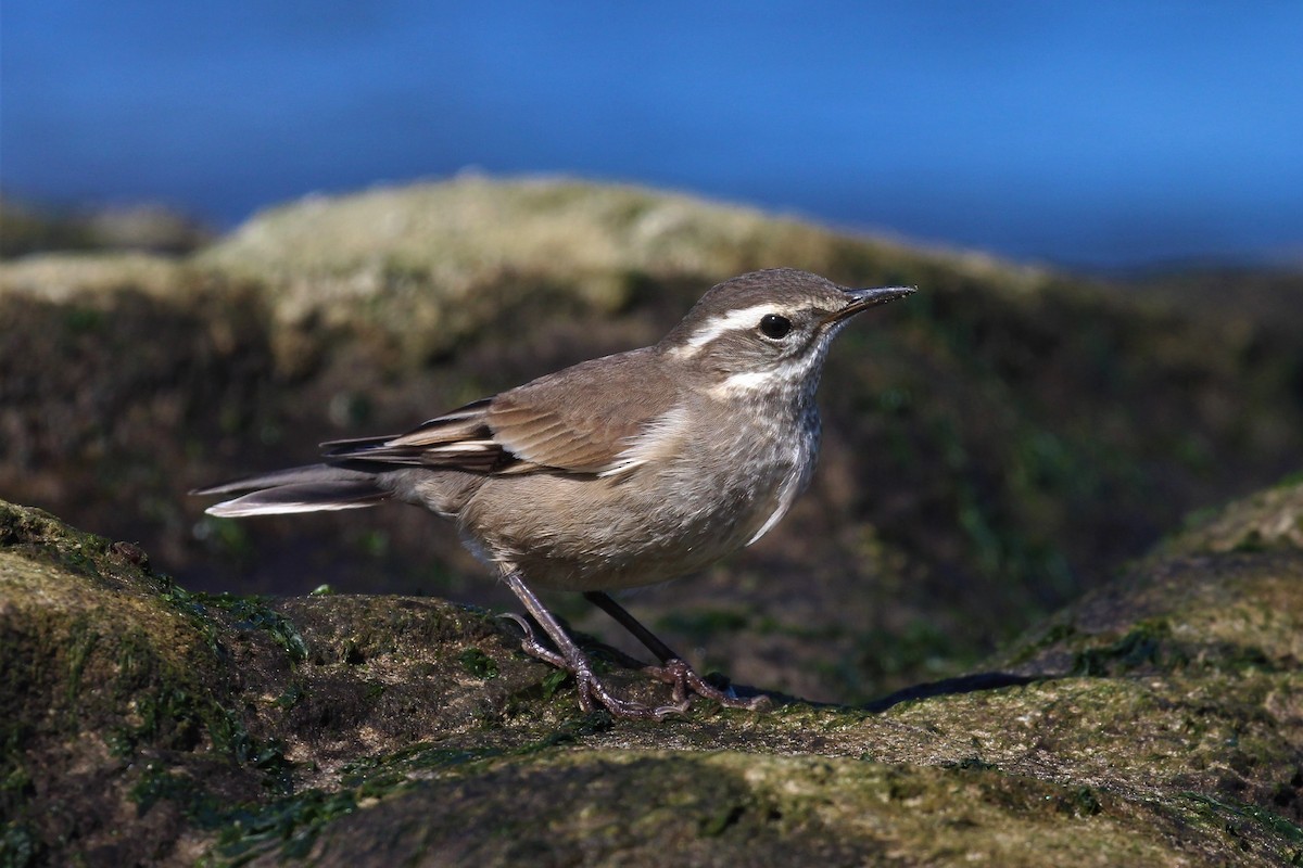 Buff-winged Cinclodes - ML328334731