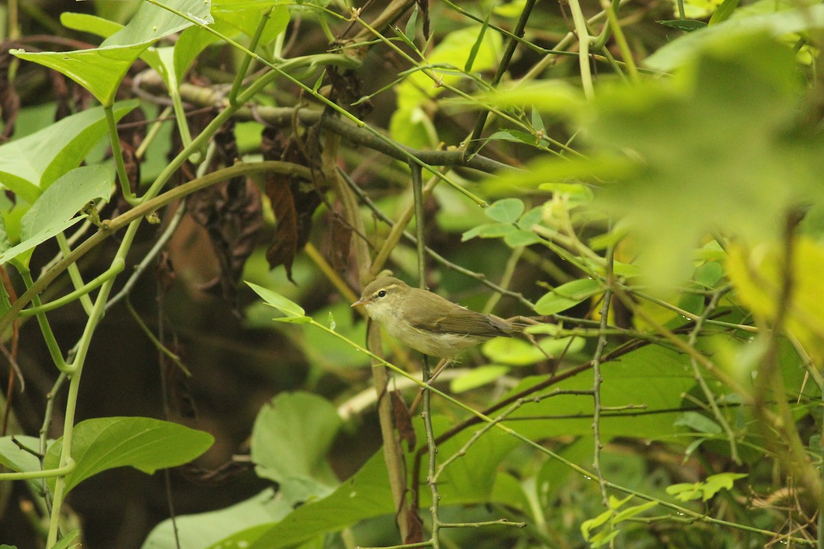 Greenish Warbler - ML328335811