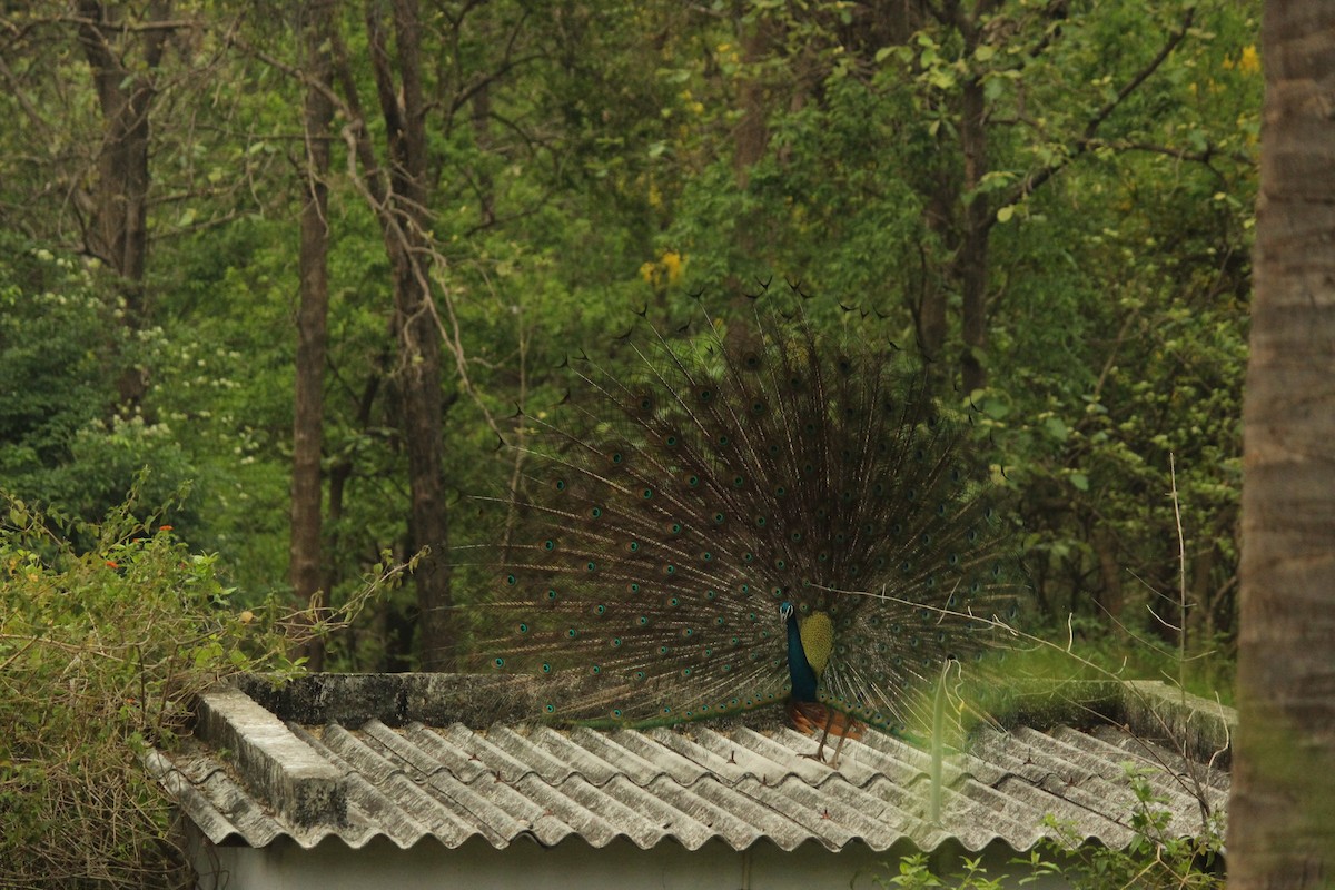 Indian Peafowl - ML328336311