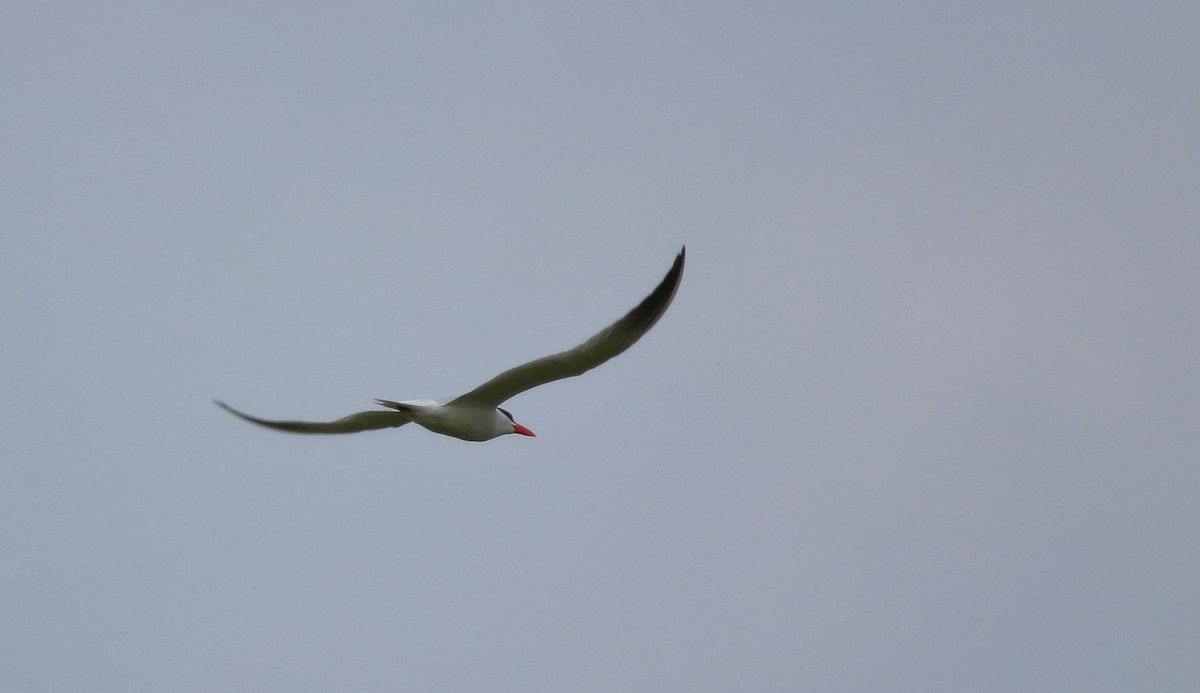 Caspian Tern - ML328336451