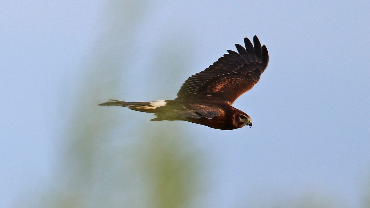 Northern Harrier - ML32833671