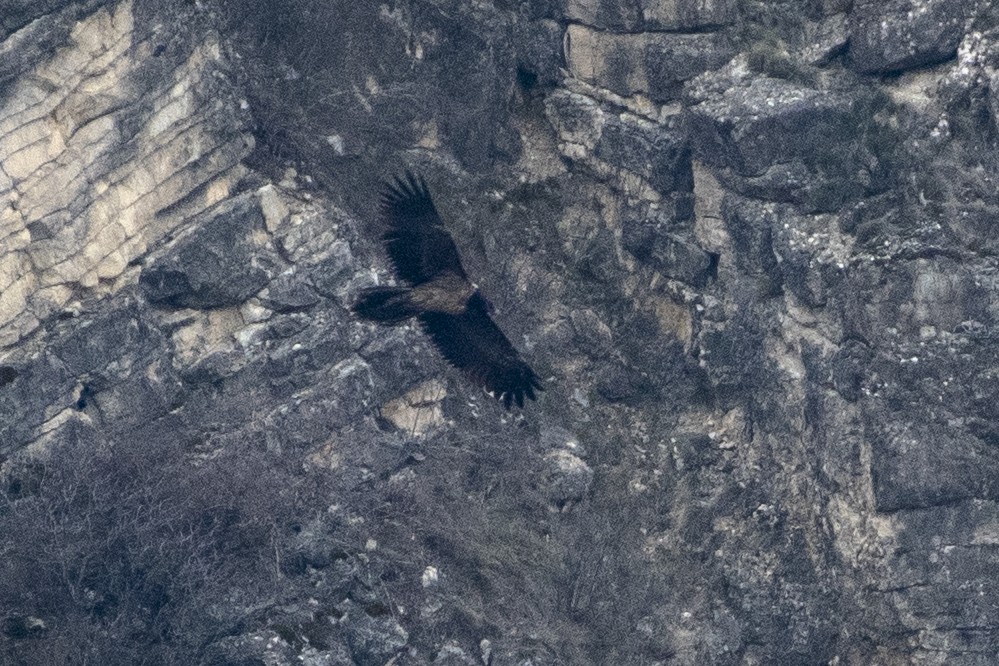 Ооч ёл - ML328336811