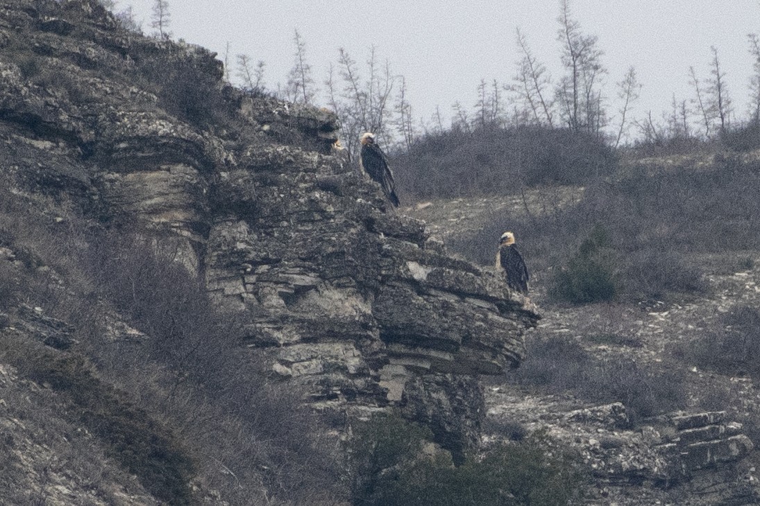 Ооч ёл - ML328336821