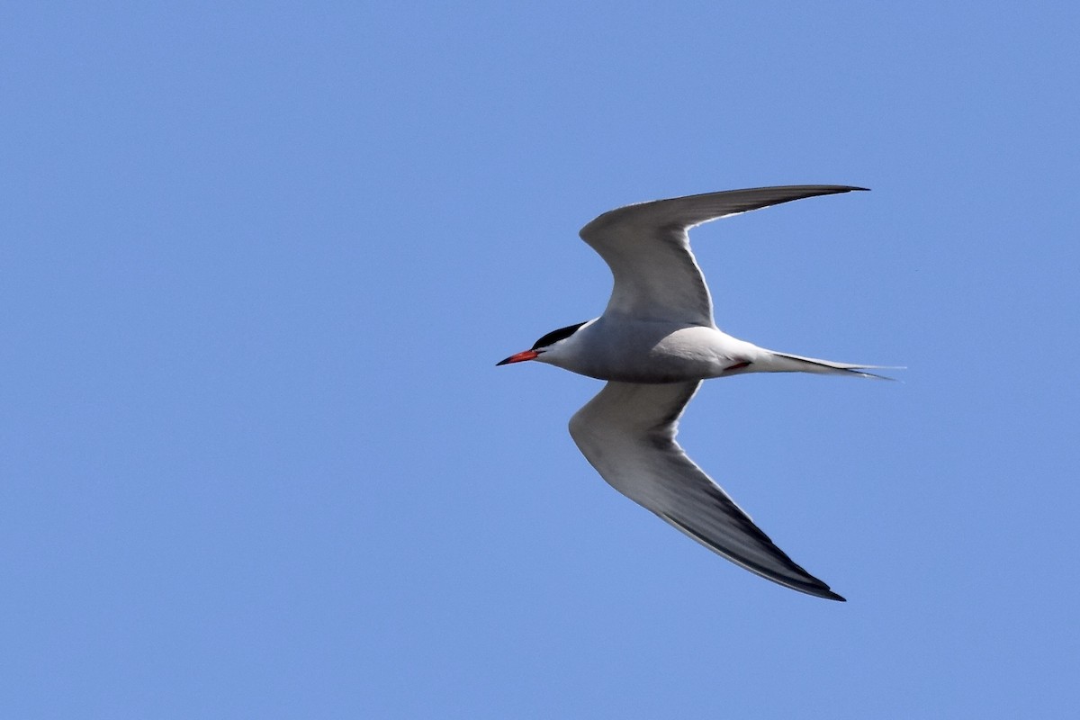 Common Tern - julie desrosiers