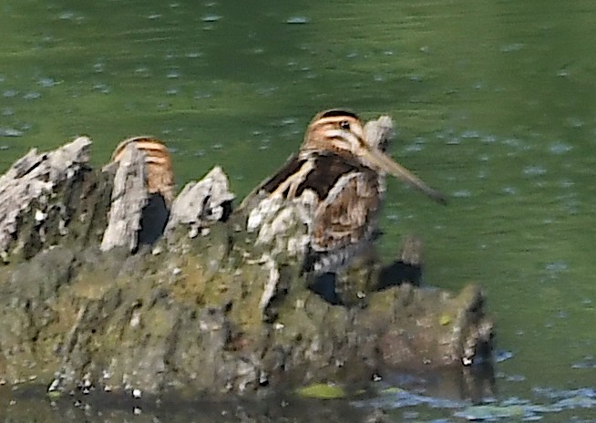 Great Snipe - ML328338901