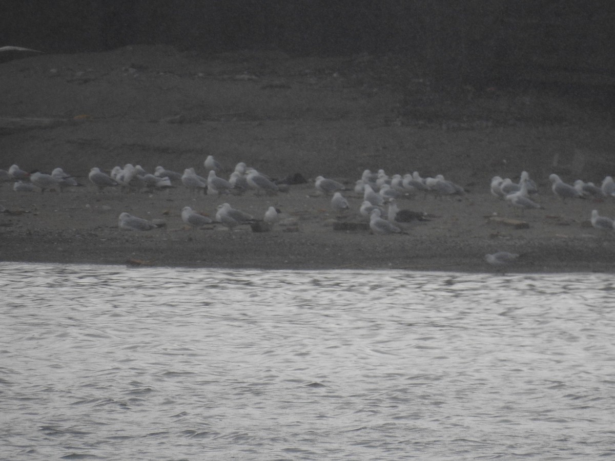 Lesser Black-backed Gull - ML328339811