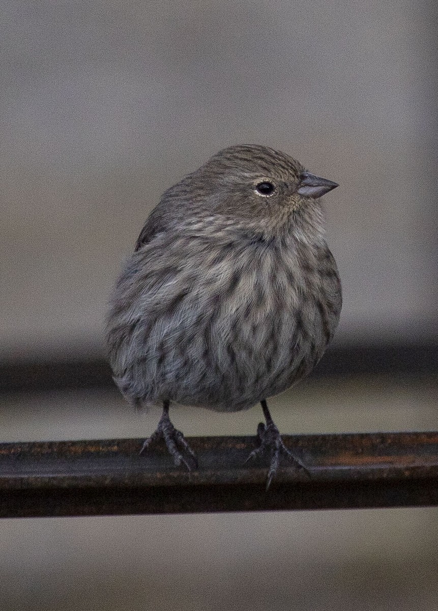 Plumbeous Sierra Finch - ML328339901