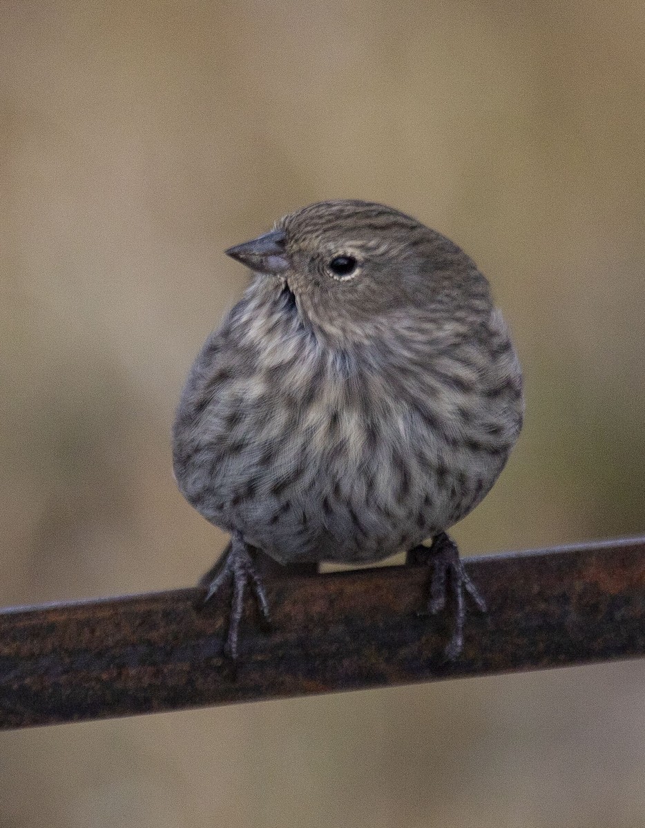 Plumbeous Sierra Finch - ML328339931