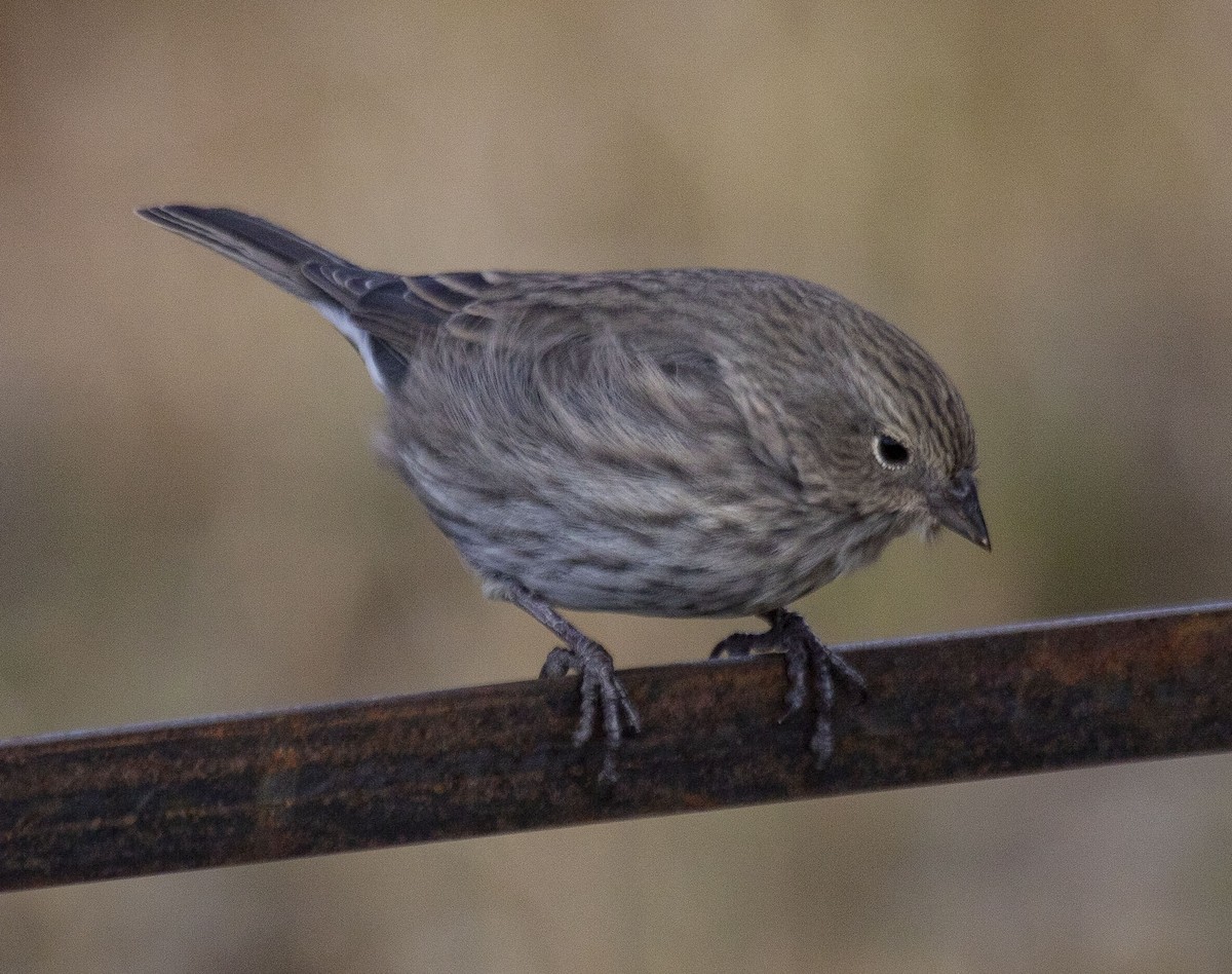 Plumbeous Sierra Finch - ML328339971