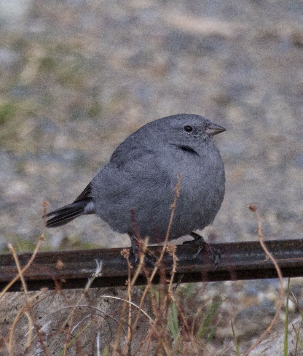 Plumbeous Sierra Finch - ML328340001