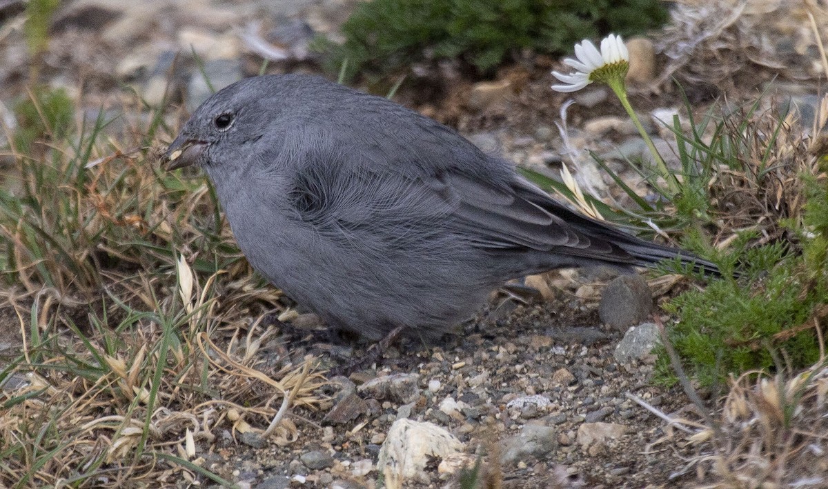 Plumbeous Sierra Finch - ML328340051