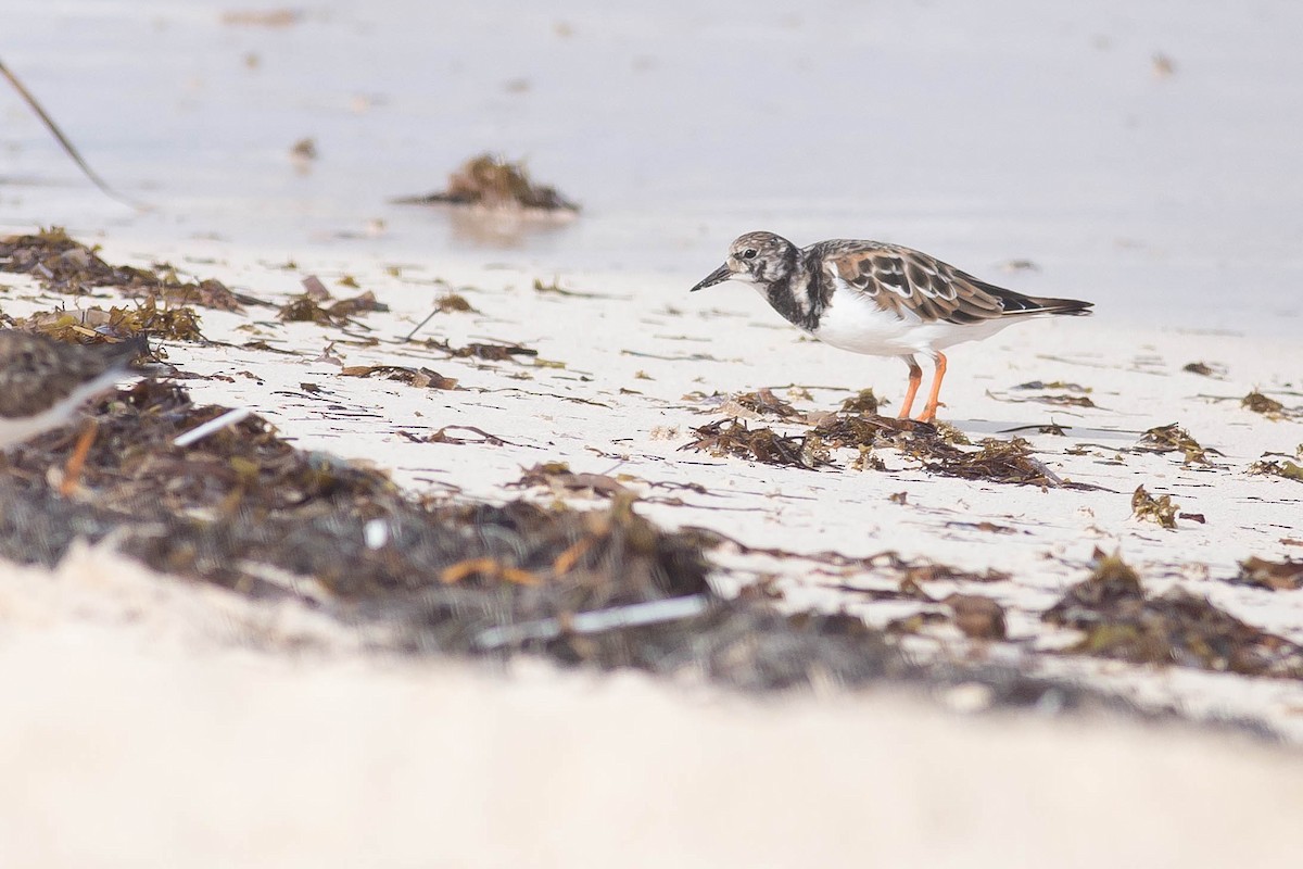 Ruddy Turnstone - ML328340111