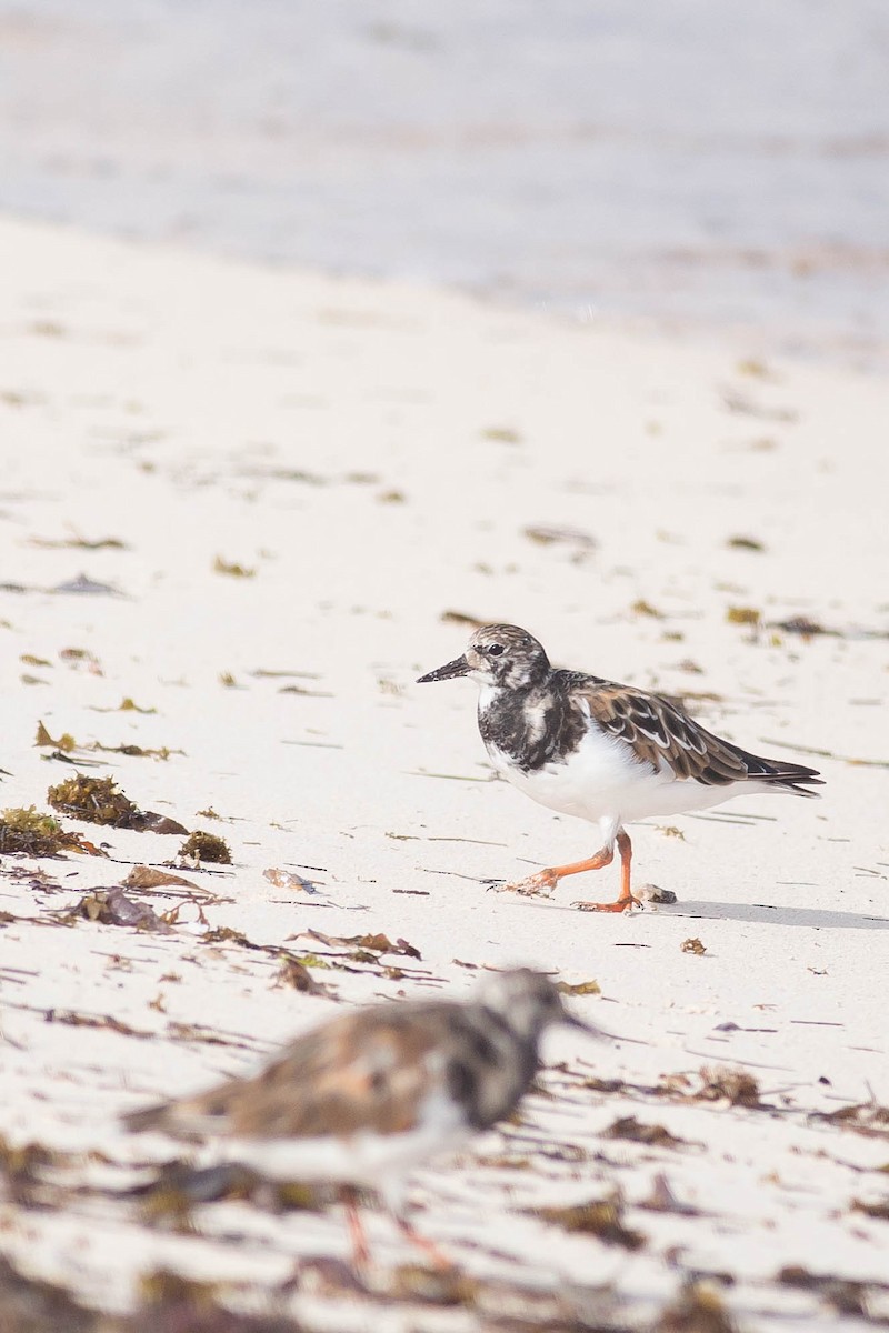 Ruddy Turnstone - ML328340121